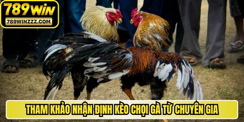 Tham khảo nhận định kèo chọi gà trực tuyến từ các chuyên gia